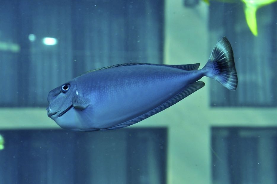 Lässt sich von den Besuchern nicht aus der Ruhe bringen: ein Fisch im Aquadom berlin