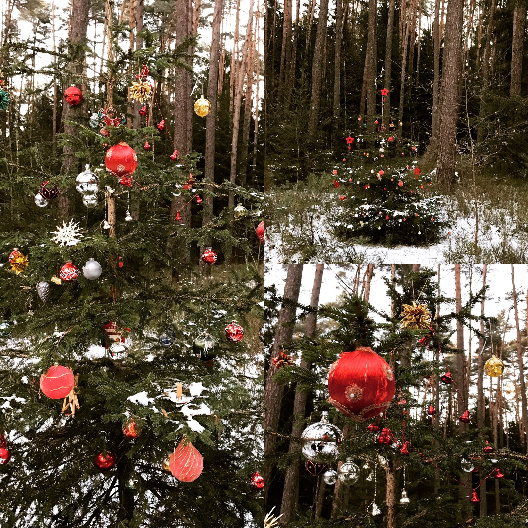 Mal nicht wie alle Jahre wieder: Waldweihnacht in Franken