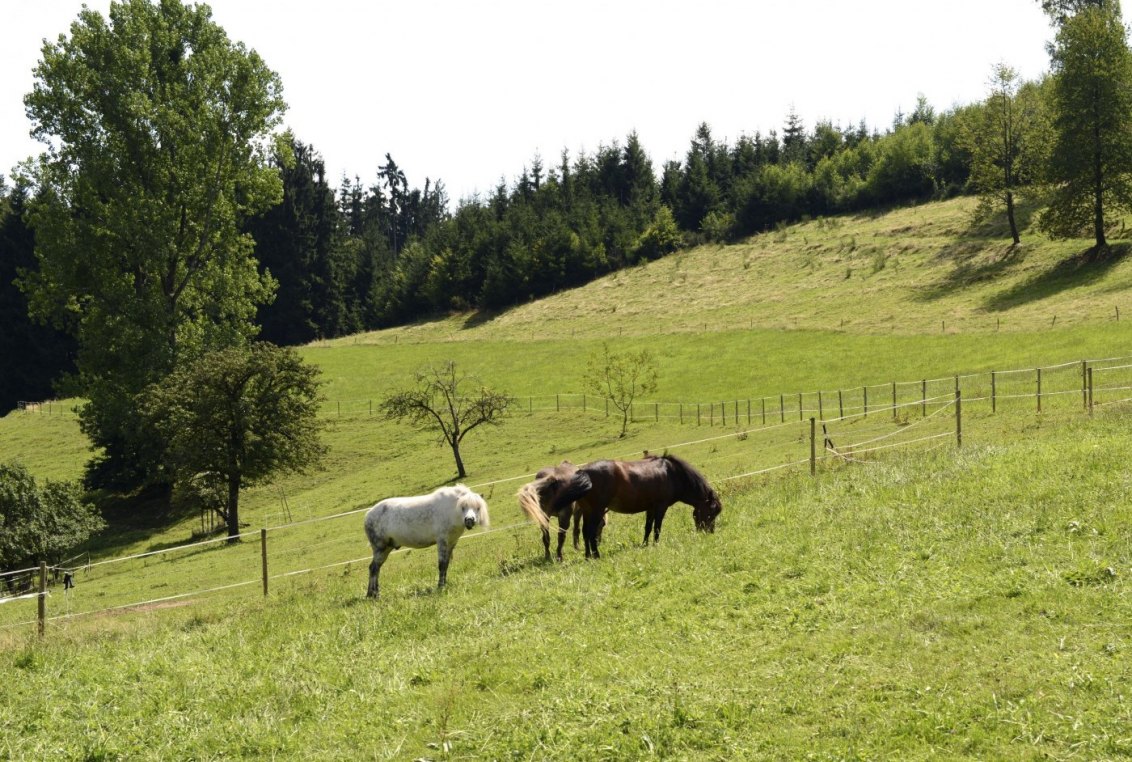 #schwarzwald #blackforest #nature #wow #wowplaces #travel #reise #vacation #holiday #blog #blogger #erholung #relax #peace #green #wandern #hiking